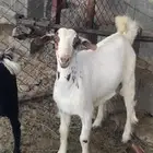 تيس للبيع