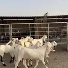 جفرات خصم ( تم البيع )