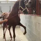 حصان مصري حصان واهو