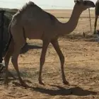قعود عمره 5شهور