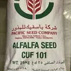 بذور برسيم ( باسفيك ) الامريكي