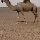 بعيرتمامي كفو