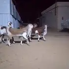 تم البيع جذعات صنف خصم الخصم
