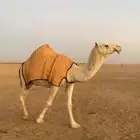 لقحه باتليه كفوو