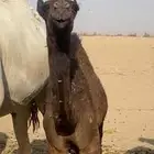 حوارة فردية