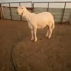 طلي حري صنف ونادر راس ملكي