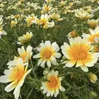 بذور الأقحوان البستاني