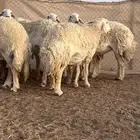 غنم حريات حرش كفو دفيع ومضاريع للبيع