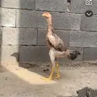 السلام عليكم نعرض لكم زوج شامو فروخ ما شاء الله ما تحتاج