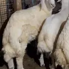 ذبايح حري درجة اولى