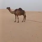 خلفه مجهم طيبة