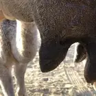 خلفة حمراء مجاهيم