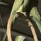 ذكر دره منتج