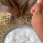 بقره المانيه