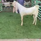 فحل ثني مطور جرم طيب