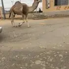 القعود الاشقح الثني