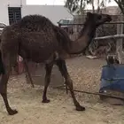 بكرة للبيع