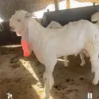 تيس ابرص مشروع فحل