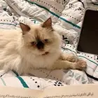 الهفوف