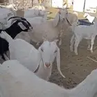 معزا السانيين مهجنه