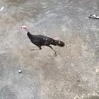 دجاجه رومي عمرها 6 شهور للبيع ب80 فقط صامل يتواصل خاص