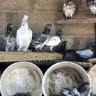 حمام