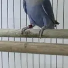 للبيع طيور روز جوز