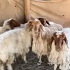 غنم نعيم متابيع