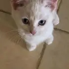 قطط