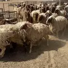 للبيع غنم نعيم مراح ضريع ودفئه الموقع شمال بريده 40 كيلو