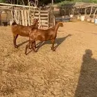جفرتين دهم بلدي