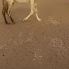 ضروبه كفوعشراءمن أبل معروفه شاق