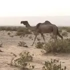 للبيع ناقه ضريبه
