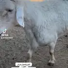 3 خرفان فحول حرش