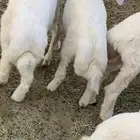 ذبايح حريات نعيم