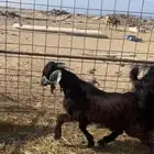 تيوس ثلاجه سمان