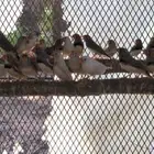 للبيع عشة زيبرا منتج