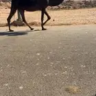 للبيع للقحه مجهم لها في القاح 10 شهور