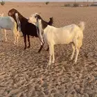للبيع معزا هولنديات جروم فواخر نوعيه نادره ..