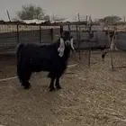 فحل عارضي صنف