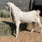 تيس فحل ثني