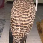 مطلوب بواشيق للبيع يفضل تكون ب الحفر