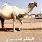 قعود جذع باتلي حبسوني