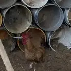 ديكه 5 شهور