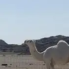 قعود أوضح باتلي جده حاكم ابن قريع