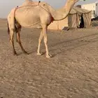 ناقه شقحا عشراء طيبه