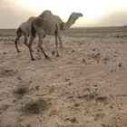 للبيع ذود وضح كفو