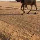 خلفه صفرا طيبه