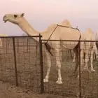 للبيع ناقه ضروبه
