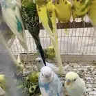 حضيره طيور حب